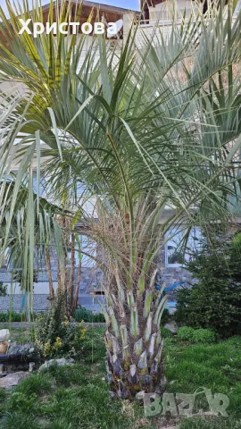 Палма Бутия - Пресни семена, снимка 4 - Градински цветя и растения - 47279992