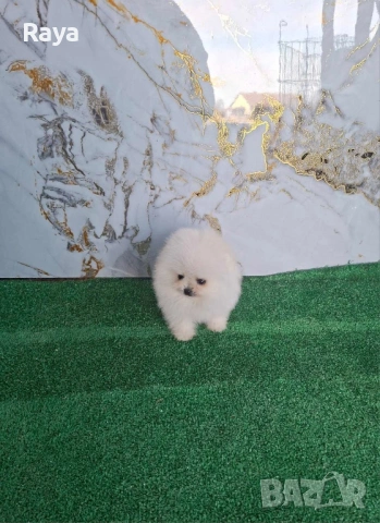 Померани със и без родословие, снимка 4 - Померан - 40676047