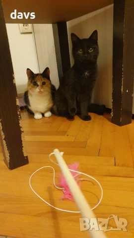 Черна котка на 6 мес. търси дом, снимка 10 - Други - 53116660