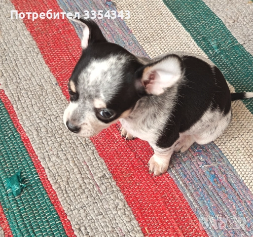 Чихо пинчери родени са 23.11.25, снимка 10 - Чихуахуа - 52791732