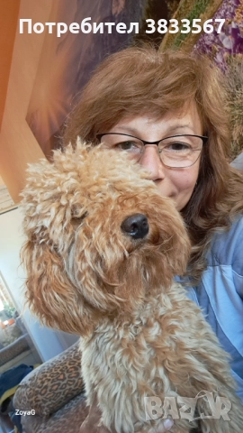 Мини пудел търси приятелка, снимка 2 - Търси партньор - 52428679