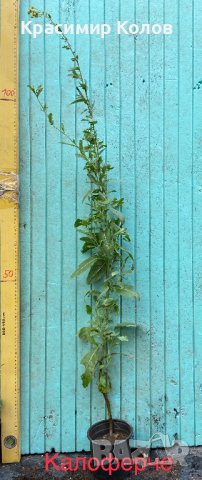 Подправки, билки, лечебни, екзотични растения, снимка 6 - Градински цветя и растения - 42253505