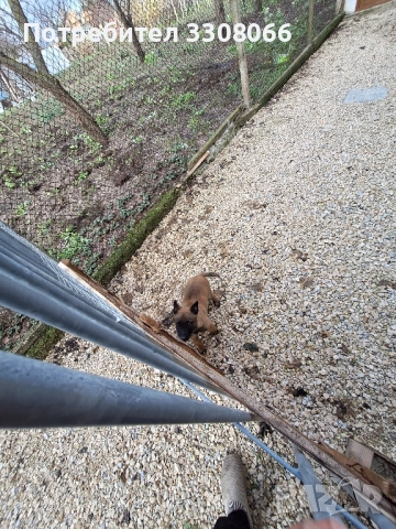 Белгийска Малиноа , снимка 4 - Белгийска овчарка - 52624108