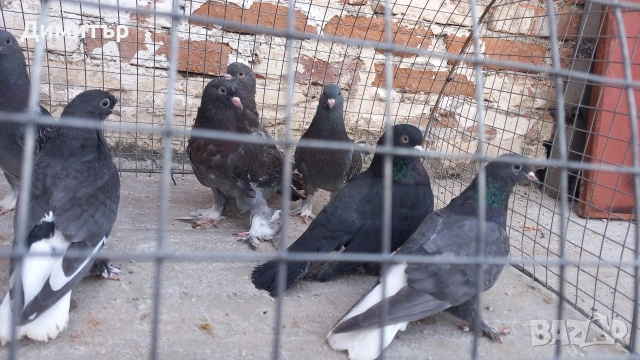 Продавам гълъби Мардини-Турски , снимка 3 - Гълъби - 54187164