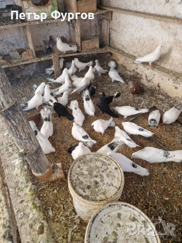 Продавам   бемкалии и  донеци