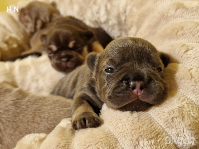 Френски булдог бебета - родословен Баща 