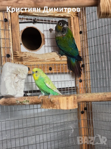 Чифт пирури перлата, снимка 2 - Папагали - 54190290