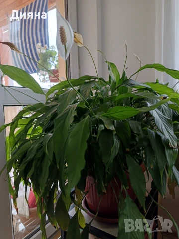 Спатифилиум , снимка 2 - Стайни растения - 50858106