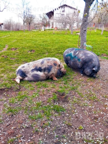 Виетнамски прасенца 