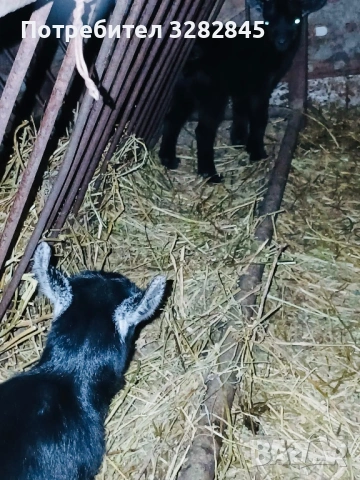 Мини кози //камерунски//, снимка 10 - Кози - 52791482