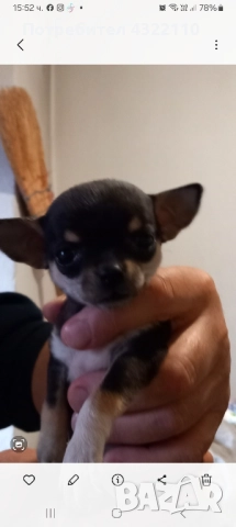 чихуахуа , снимка 4 - Чихуахуа - 52503609