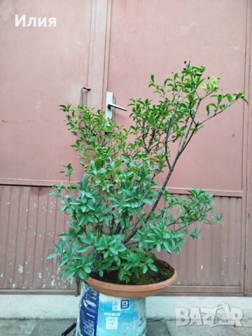 Бонсай заготовка Лигуструм , снимка 2 - Градински цветя и растения - 51556598