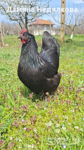 яйца от австралорп и копринка , снимка 3 - Кокошки и пуйки - 54190450