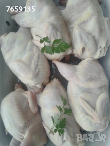 Пъдпъдъци, снимка 3 - Други - 42516806