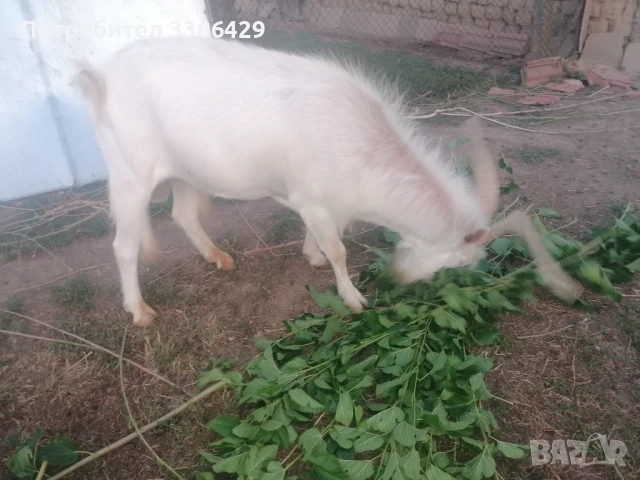 Ярета и пръчове , снимка 2 - Кози - 51078813