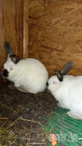 Чистокръвни калифорнийски зайци , снимка 3 - Други - 49992651