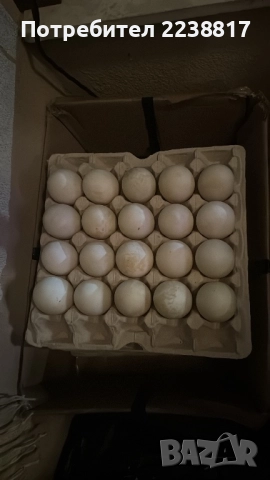 Домашни Прясни Патешки Яйца , снимка 3 - За птици - 52775425
