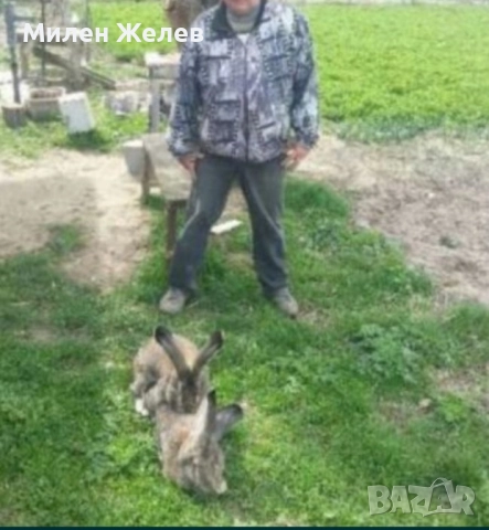 Продавам зайци порода БЕЛГИЙСКИ ВЕЛИКАН чистокръвни,цена по договаряне, снимка 9 - Други - 52084319