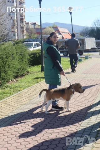 Малки сладури!, снимка 3 - Бигъл - 48236928