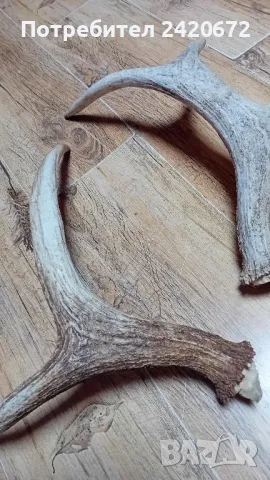 еленови  рога, снимка 4 - Декорация за дома - 48944247