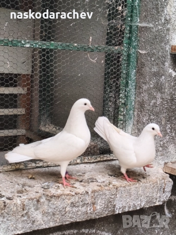 Гълъби порода Бенкалии (бемкалии, карабелии), снимка 6 - Гълъби - 52410859