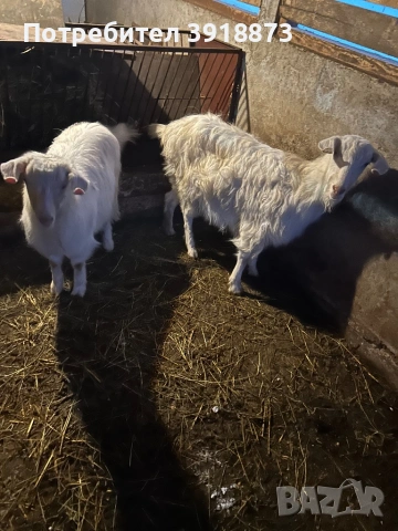Продавам коза и яре, снимка 5 - Кози - 53150546