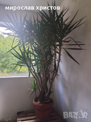 Палма Юка , снимка 3 - Стайни растения - 51019778
