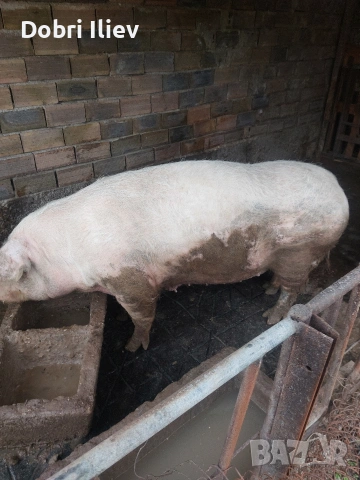 prodavam maika , снимка 2 - Прасета - 53916253