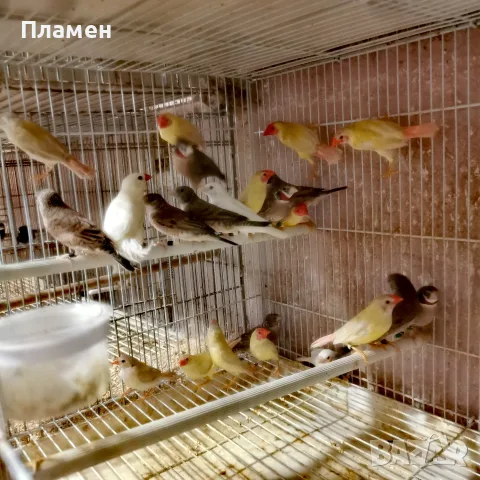Амадини Амадини , снимка 6 - Амадини - 56376635