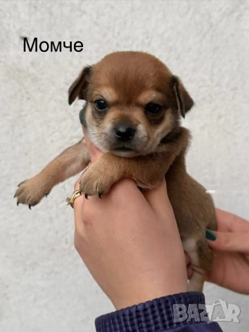 Мини чихупинчери , снимка 3 - Чихуахуа - 52724080