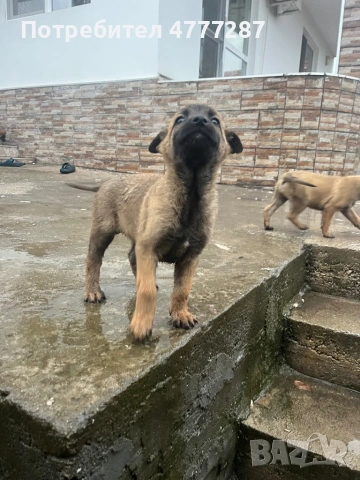 Малинуа микс, само женски , снимка 4 - Белгийска овчарка - 54108154