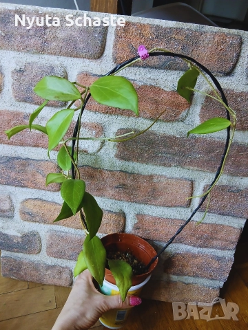 Hoya cutis porcelana, снимка 5 - Стайни растения - 52697356