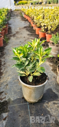 Евонимус японика , снимка 6 - Градински цветя и растения - 52022480