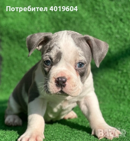 Американско були покет мерле, снимка 9 - Други - 52792170