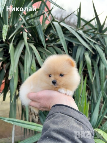 Померан мини момиче. Померанче, снимка 3 - Померан - 53044084