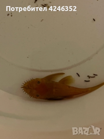 Подарявам една рибка