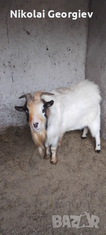 Мини холандски козел , снимка 2 - Кози - 53171408