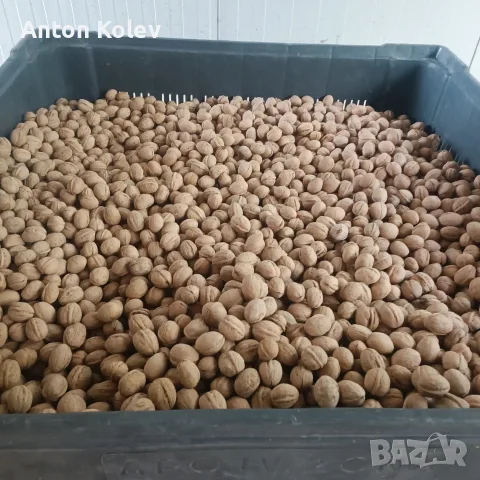 Продавам градински орех , снимка 2 - Други - 56216091