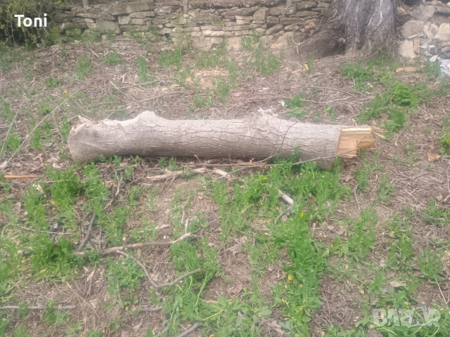 продава орех-материал, снимка 4 - Други - 54346182