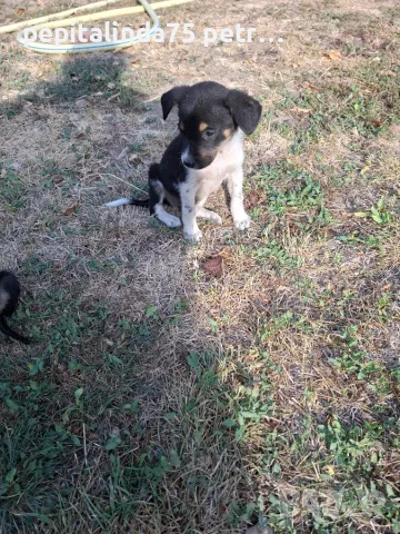 Adopt a puppy.4 кеченца бяха изхвърлени !търсим осиновители, снимка 3 - Изгубени/намерени - 56137494