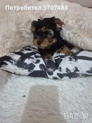 йоркширски териер , снимка 2 - Йоркширски териер - 53086782