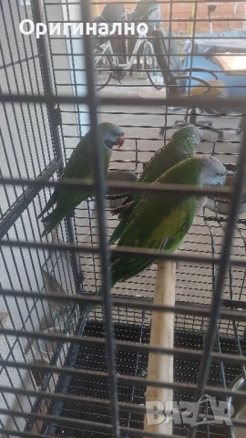 Китайски александър, Голям александър, Розовогърдести Александри , снимка 8 - Папагали - 50076873