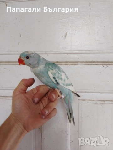Ръчно хранени Средно говорящи видове папагали , снимка 5 - Папагали - 50957872