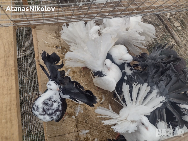 Фенерлии Гълъби, снимка 3 - Гълъби - 51709153