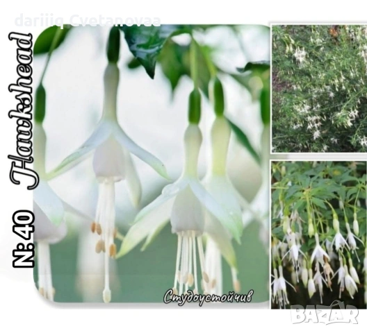 Фуксия за вашата градина , снимка 5 - Градински цветя и растения - 54220241