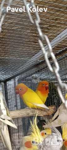 Коледна промоция на папагали 