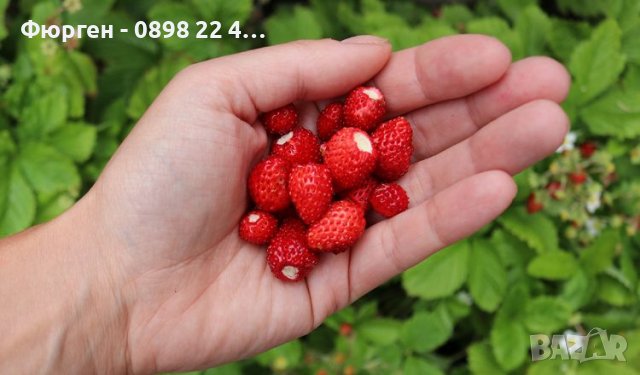 Горска ягода - Дива ягода  , снимка 1 - Разсади - 36835537