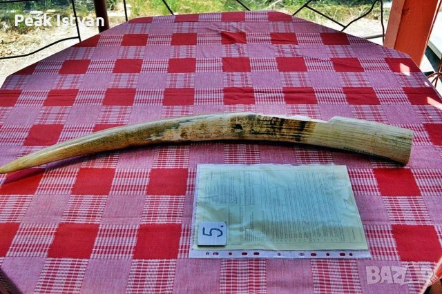 13.) 2,38 кг, 1 бр. Слонова кост (слонова кост) с официален сертификат за автентичност (CERTIFICAAT , снимка 2 - Статуетки - 42764755