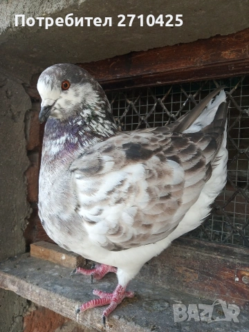 Американски Кинг