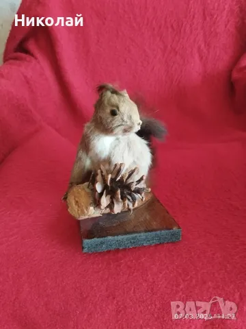 Продавам препарирана катерица , снимка 4 - Други ценни предмети - 49402550